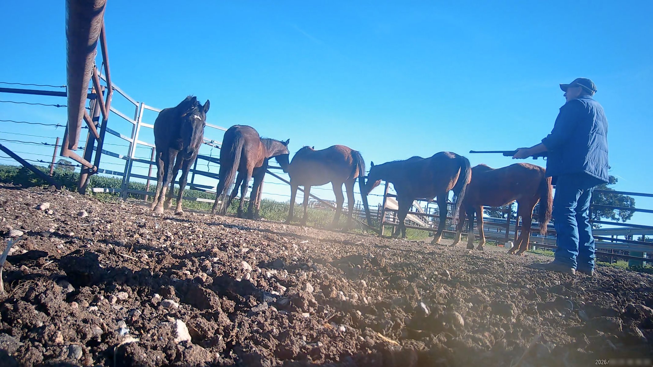 Horse yards and slaughter at residential property of Peter Loffel - Screenshots from hidden camera footage showing the receival and slaughter of ex-racing and breeding thoroughbreds and standardbreds. - Captured at Peter Loffel's Illegal Knackery, Mooroopna VIC Australia.