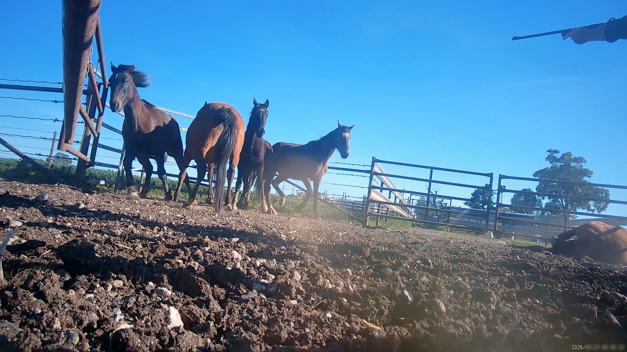Horse yards and slaughter at residential property of Peter Loffel - Screenshots from hidden camera footage showing the receival and slaughter of ex-racing and breeding thoroughbreds and standardbreds. - Captured at Peter Loffel's Illegal Knackery, Mooroopna VIC Australia.