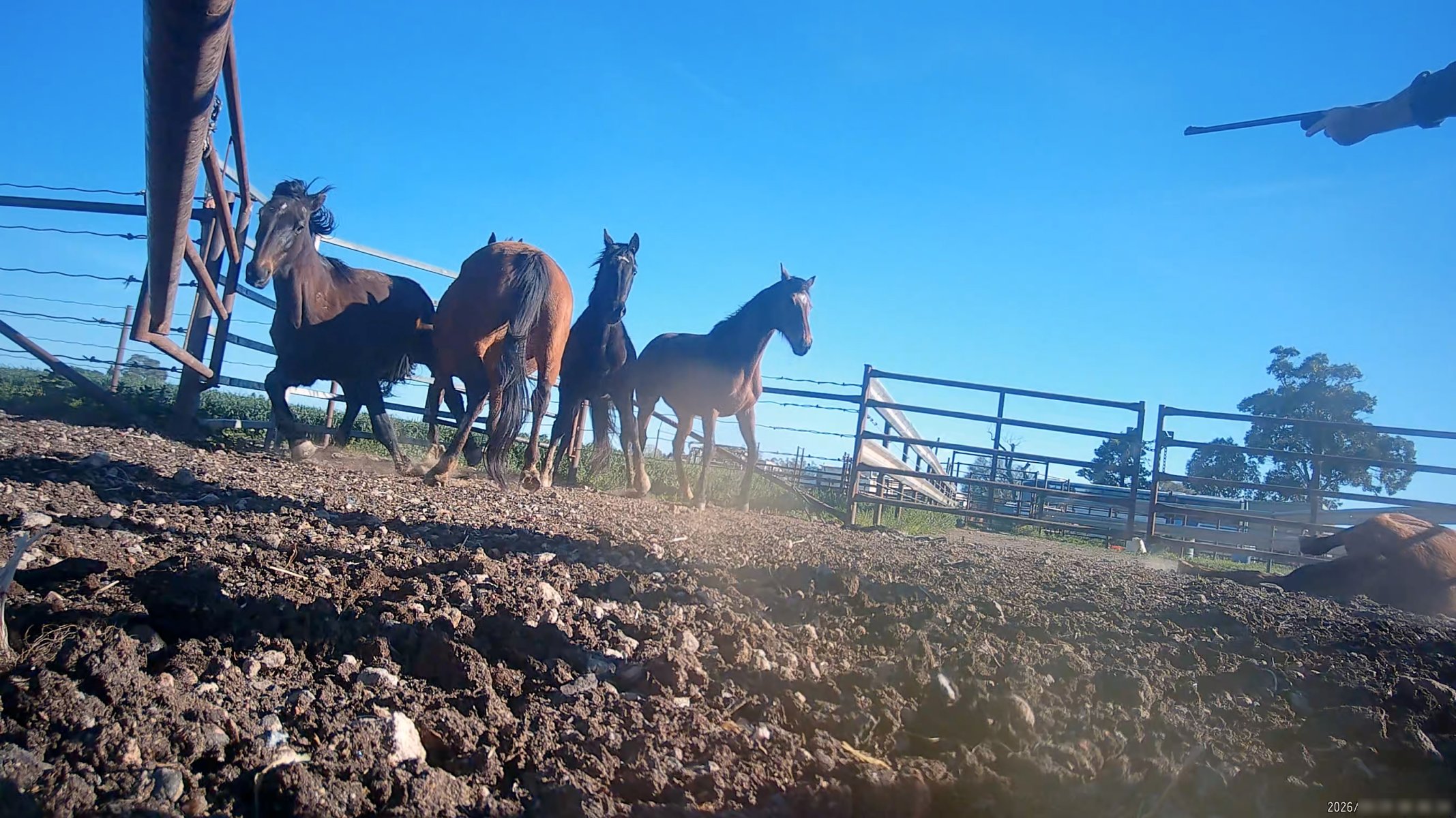 Horse yards and slaughter at residential property of Peter Loffel - Screenshots from hidden camera footage showing the receival and slaughter of ex-racing and breeding thoroughbreds and standardbreds. - Captured at Peter Loffel's Illegal Knackery, Mooroopna VIC Australia.