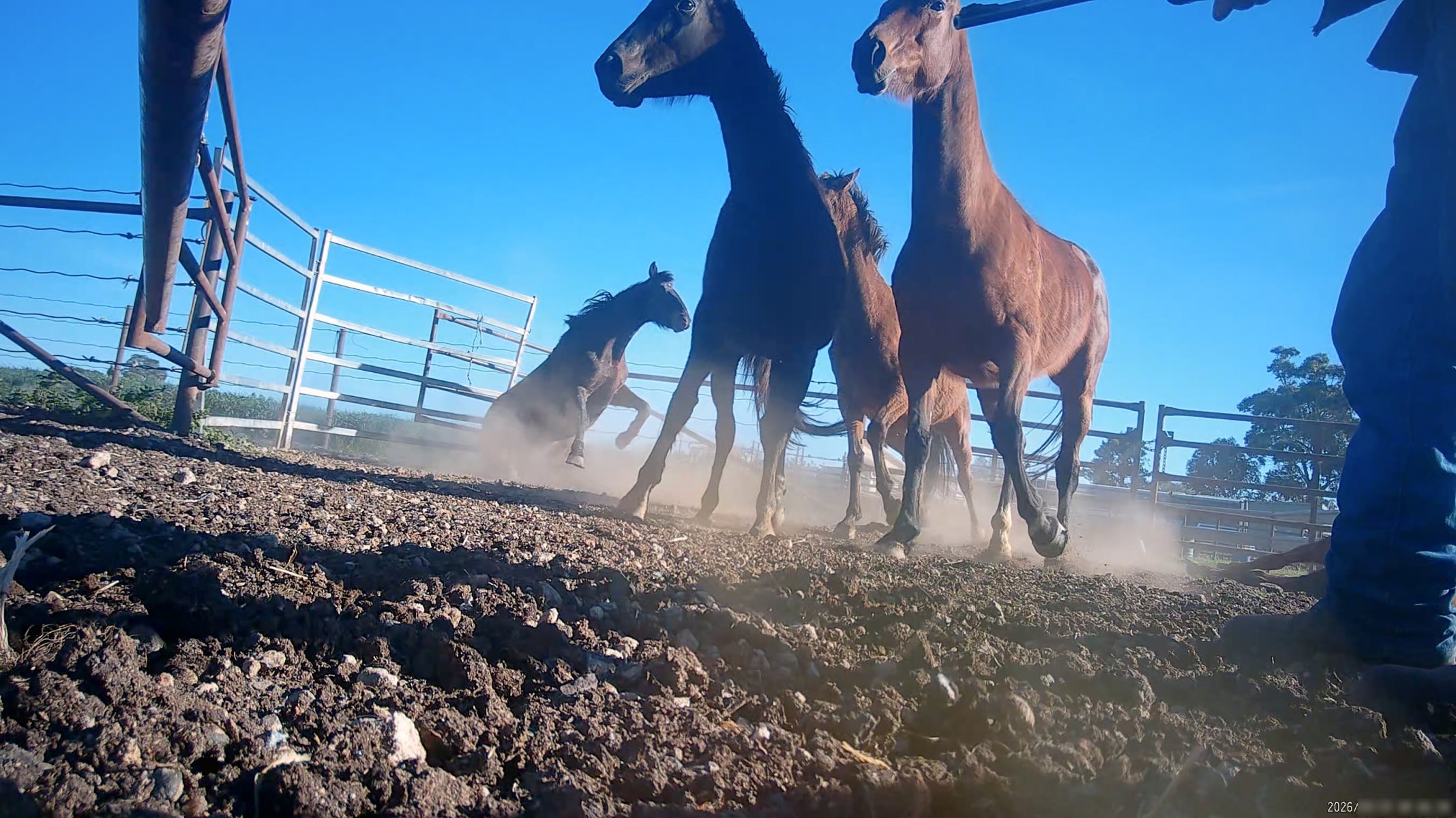 Horse yards and slaughter at residential property of Peter Loffel - Screenshots from hidden camera footage showing the receival and slaughter of ex-racing and breeding thoroughbreds and standardbreds. - Captured at Peter Loffel's Illegal Knackery, Mooroopna VIC Australia.