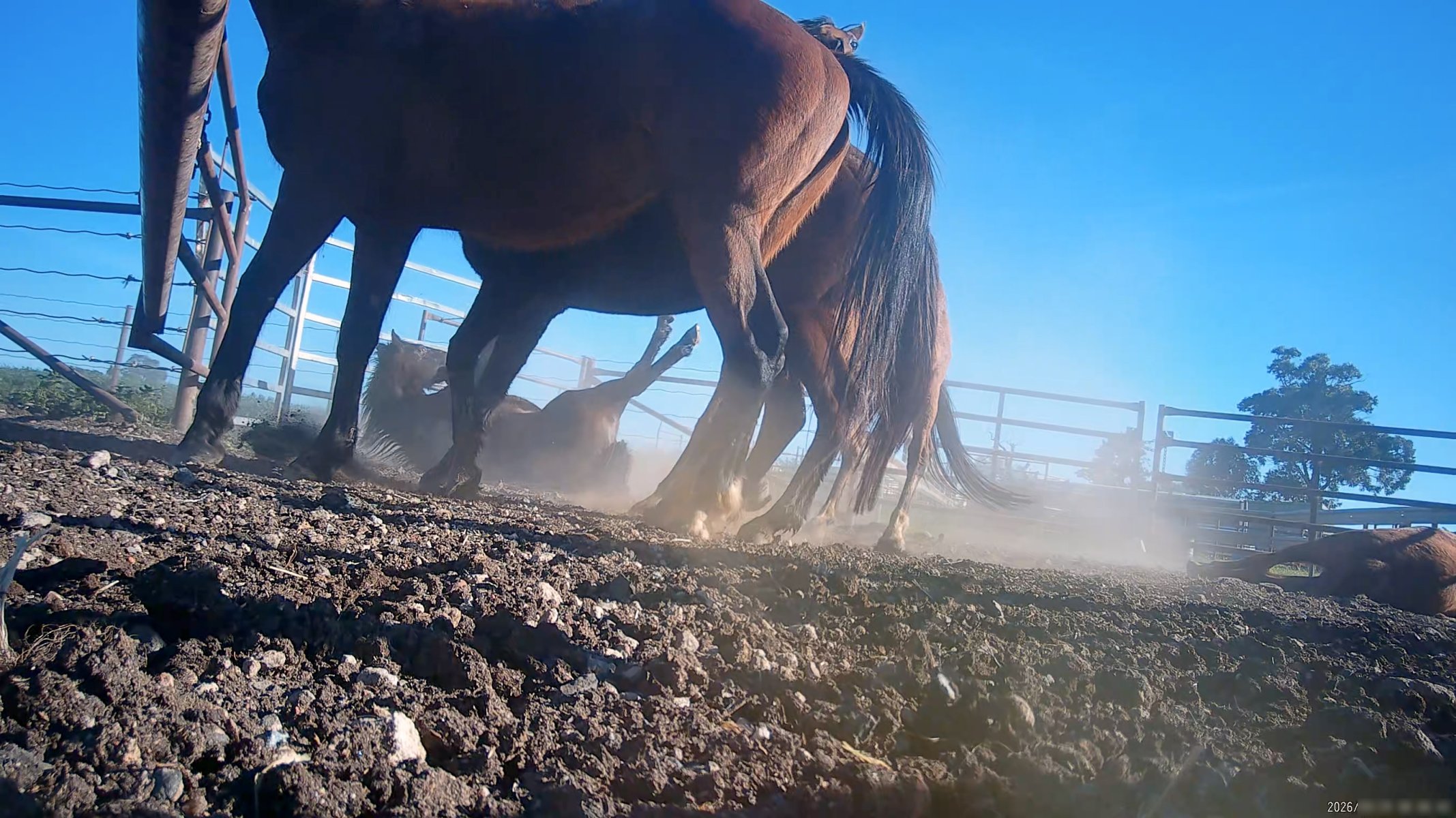 Horse yards and slaughter at residential property of Peter Loffel - Screenshots from hidden camera footage showing the receival and slaughter of ex-racing and breeding thoroughbreds and standardbreds. - Captured at Peter Loffel's Illegal Knackery, Mooroopna VIC Australia.
