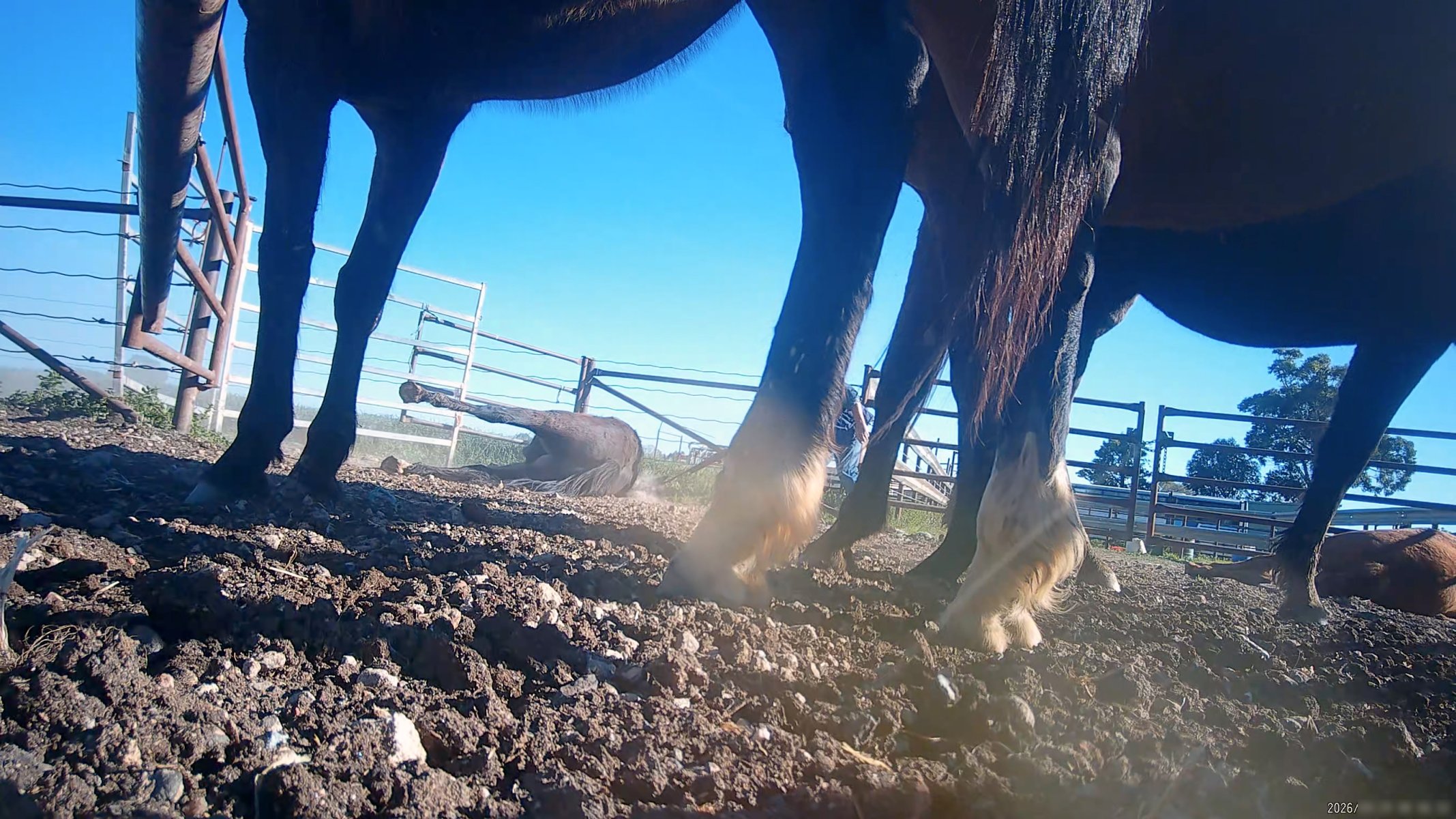 Horse yards and slaughter at residential property of Peter Loffel - Screenshots from hidden camera footage showing the receival and slaughter of ex-racing and breeding thoroughbreds and standardbreds. - Captured at Peter Loffel's Illegal Knackery, Mooroopna VIC Australia.