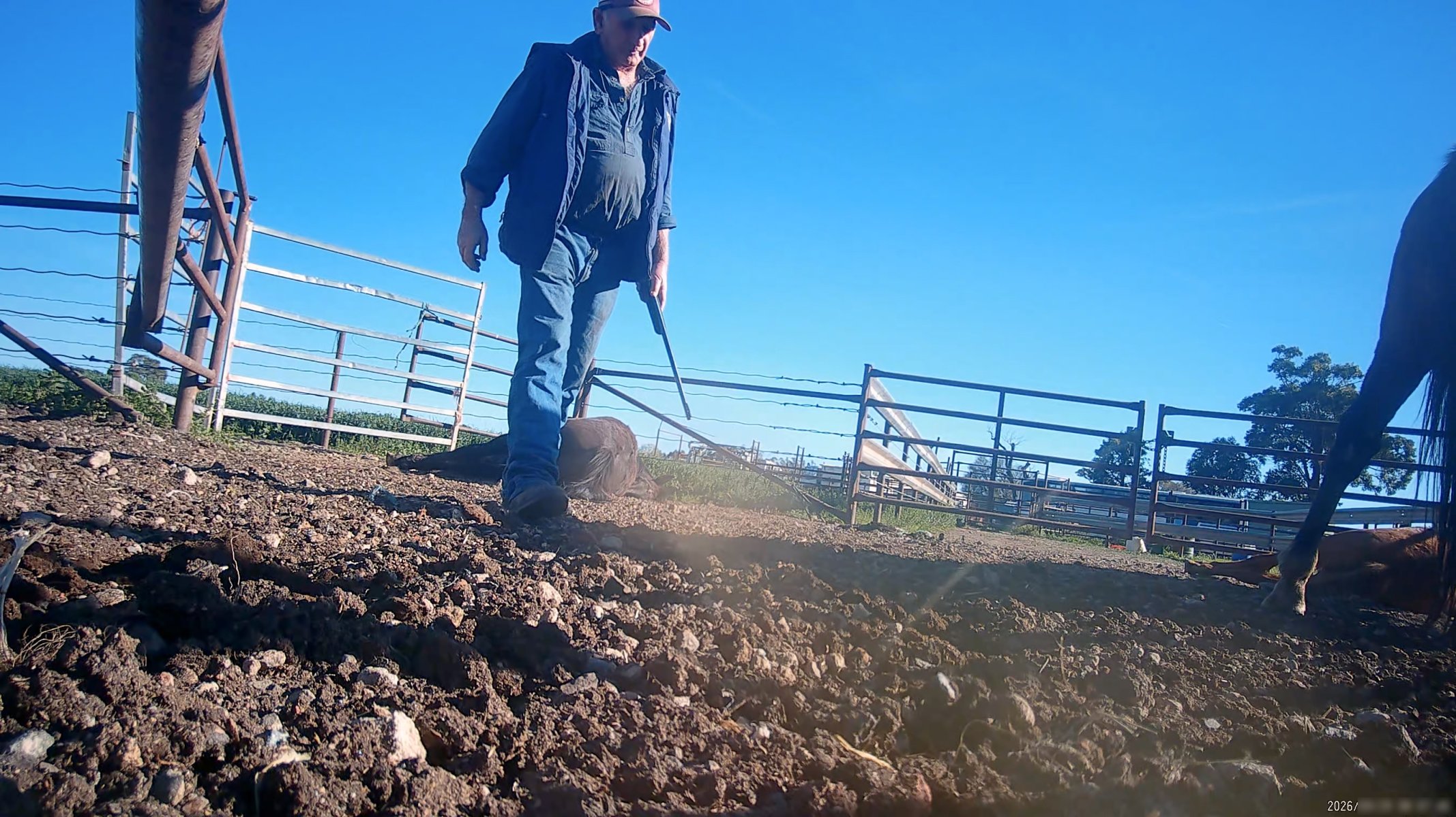 Horse yards and slaughter at residential property of Peter Loffel - Screenshots from hidden camera footage showing the receival and slaughter of ex-racing and breeding thoroughbreds and standardbreds. - Captured at Peter Loffel's Illegal Knackery, Mooroopna VIC Australia.