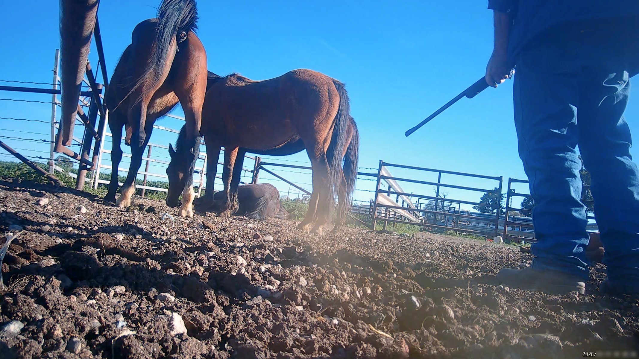 Horse yards and slaughter at residential property of Peter Loffel - Screenshots from hidden camera footage showing the receival and slaughter of ex-racing and breeding thoroughbreds and standardbreds. - Captured at Peter Loffel's Illegal Knackery, Mooroopna VIC Australia.