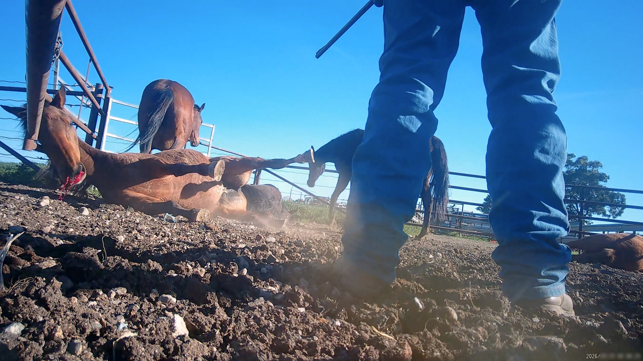 Horse yards and slaughter at residential property of Peter Loffel - Screenshots from hidden camera footage showing the receival and slaughter of ex-racing and breeding thoroughbreds and standardbreds. - Captured at Peter Loffel's Illegal Knackery, Mooroopna VIC Australia.