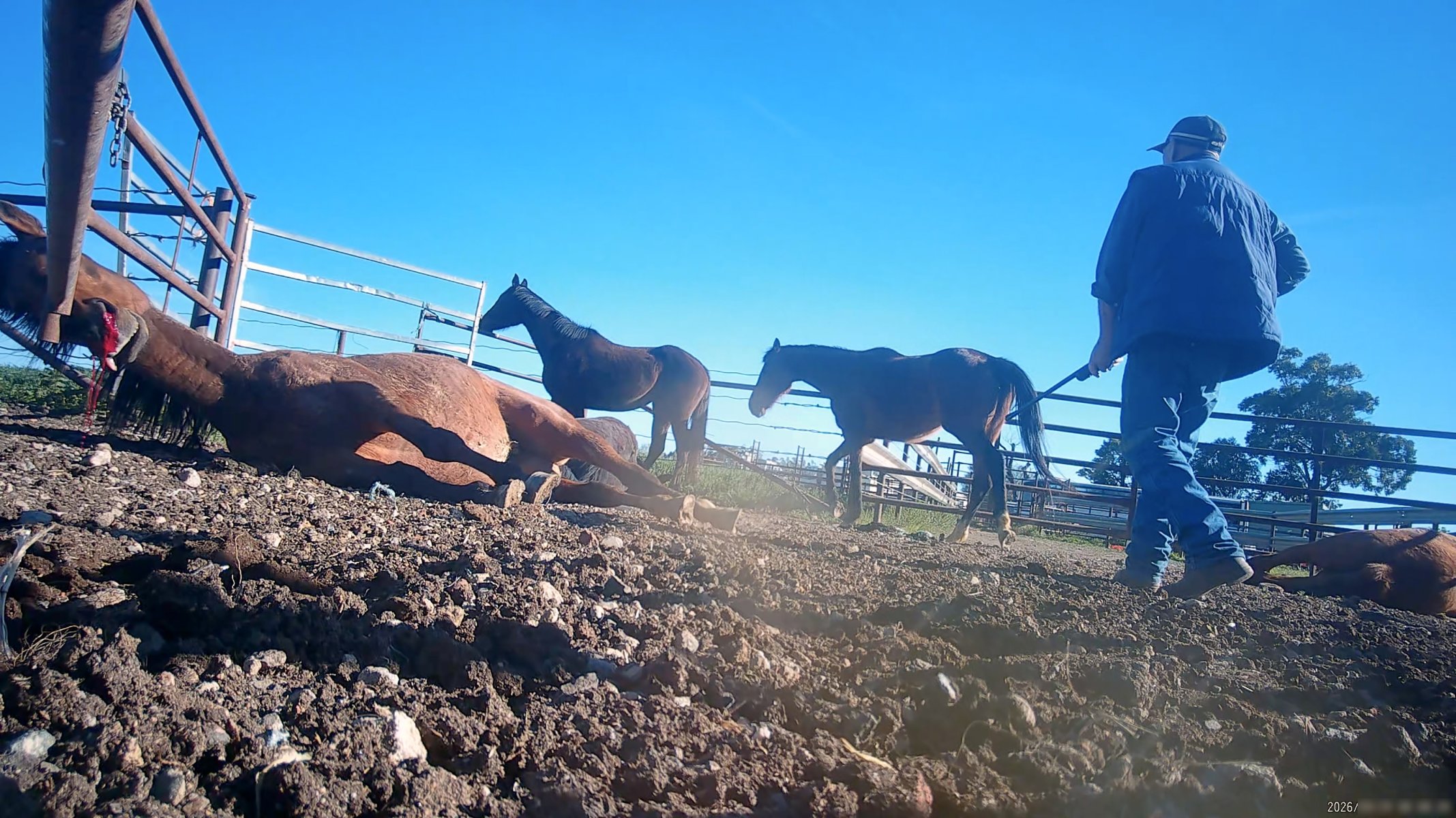 Horse yards and slaughter at residential property of Peter Loffel - Screenshots from hidden camera footage showing the receival and slaughter of ex-racing and breeding thoroughbreds and standardbreds. - Captured at Peter Loffel's Illegal Knackery, Mooroopna VIC Australia.