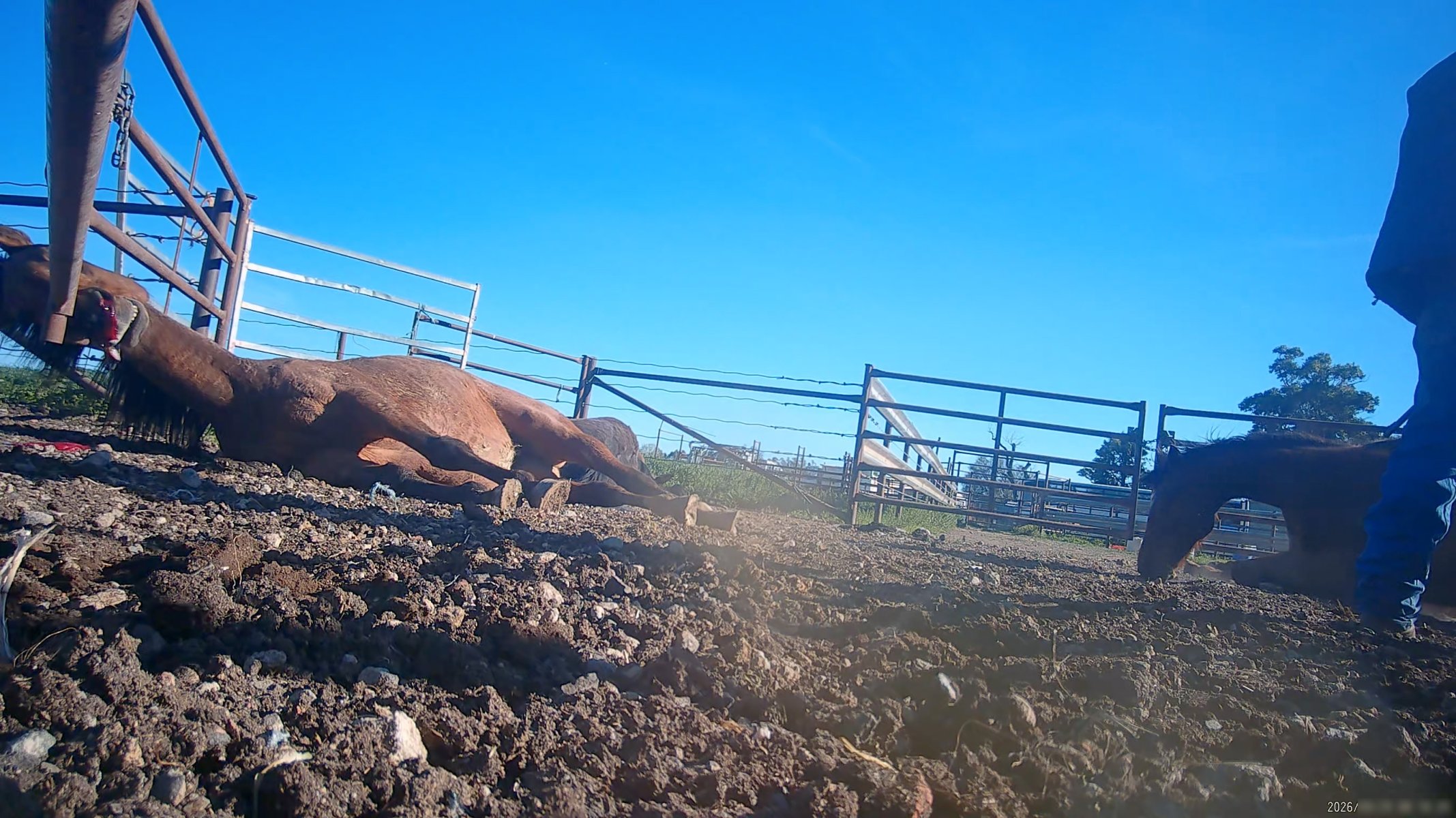 Horse yards and slaughter at residential property of Peter Loffel - Screenshots from hidden camera footage showing the receival and slaughter of ex-racing and breeding thoroughbreds and standardbreds. - Captured at Peter Loffel's Illegal Knackery, Mooroopna VIC Australia.