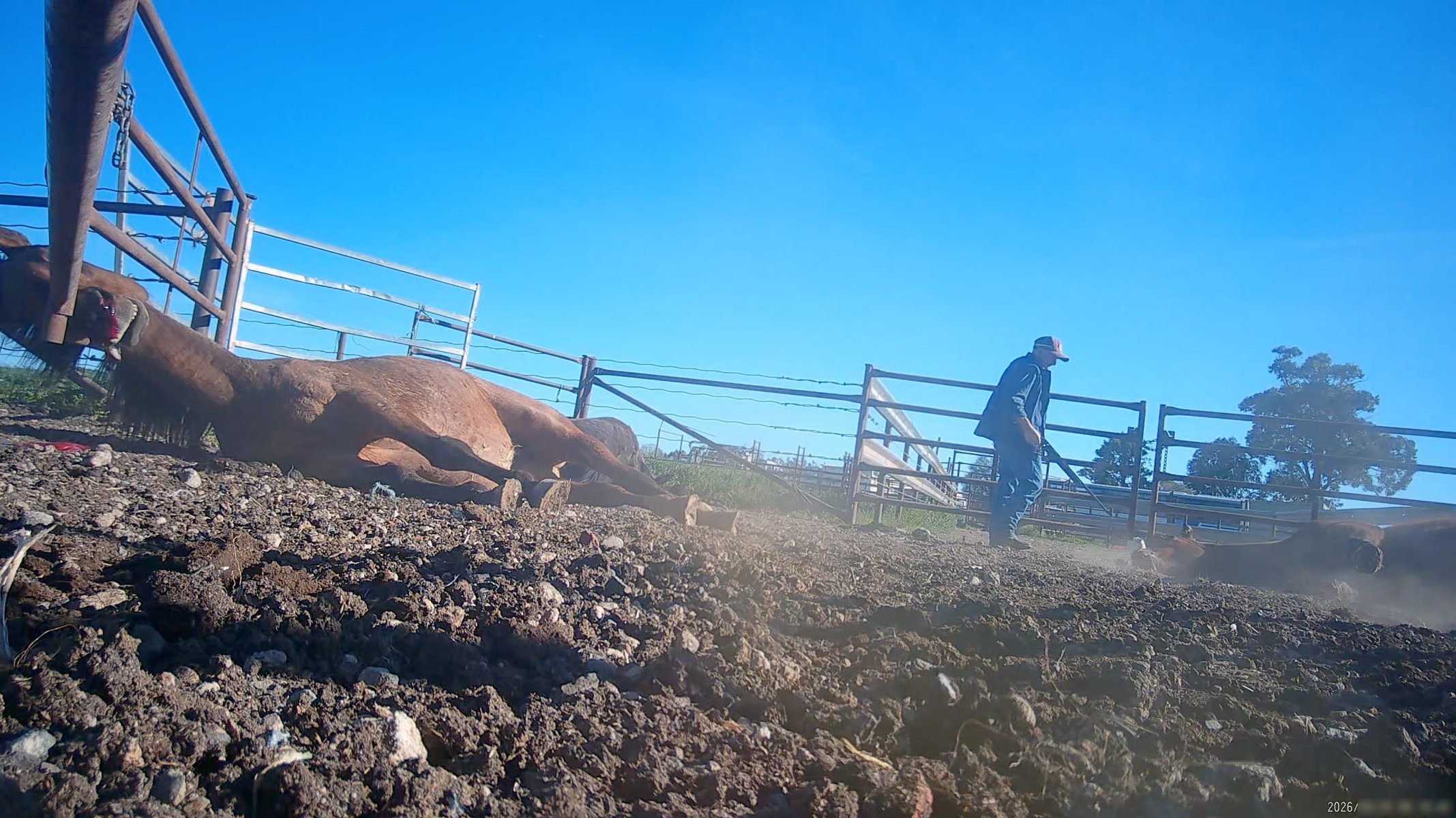 Horse yards and slaughter at residential property of Peter Loffel - Screenshots from hidden camera footage showing the receival and slaughter of ex-racing and breeding thoroughbreds and standardbreds. - Captured at Peter Loffel's Illegal Knackery, Mooroopna VIC Australia.