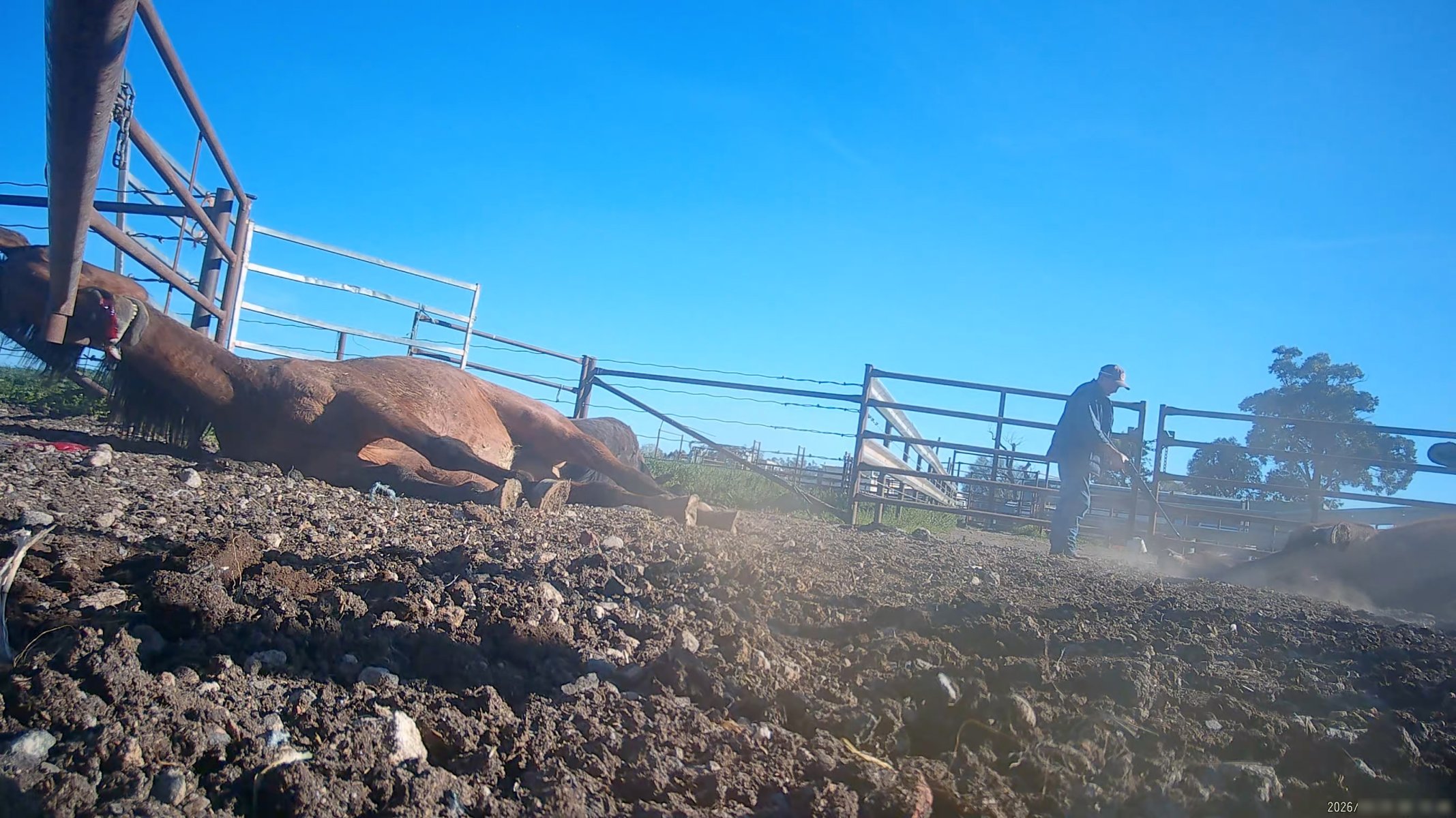 Horse yards and slaughter at residential property of Peter Loffel - Screenshots from hidden camera footage showing the receival and slaughter of ex-racing and breeding thoroughbreds and standardbreds. - Captured at Peter Loffel's Illegal Knackery, Mooroopna VIC Australia.
