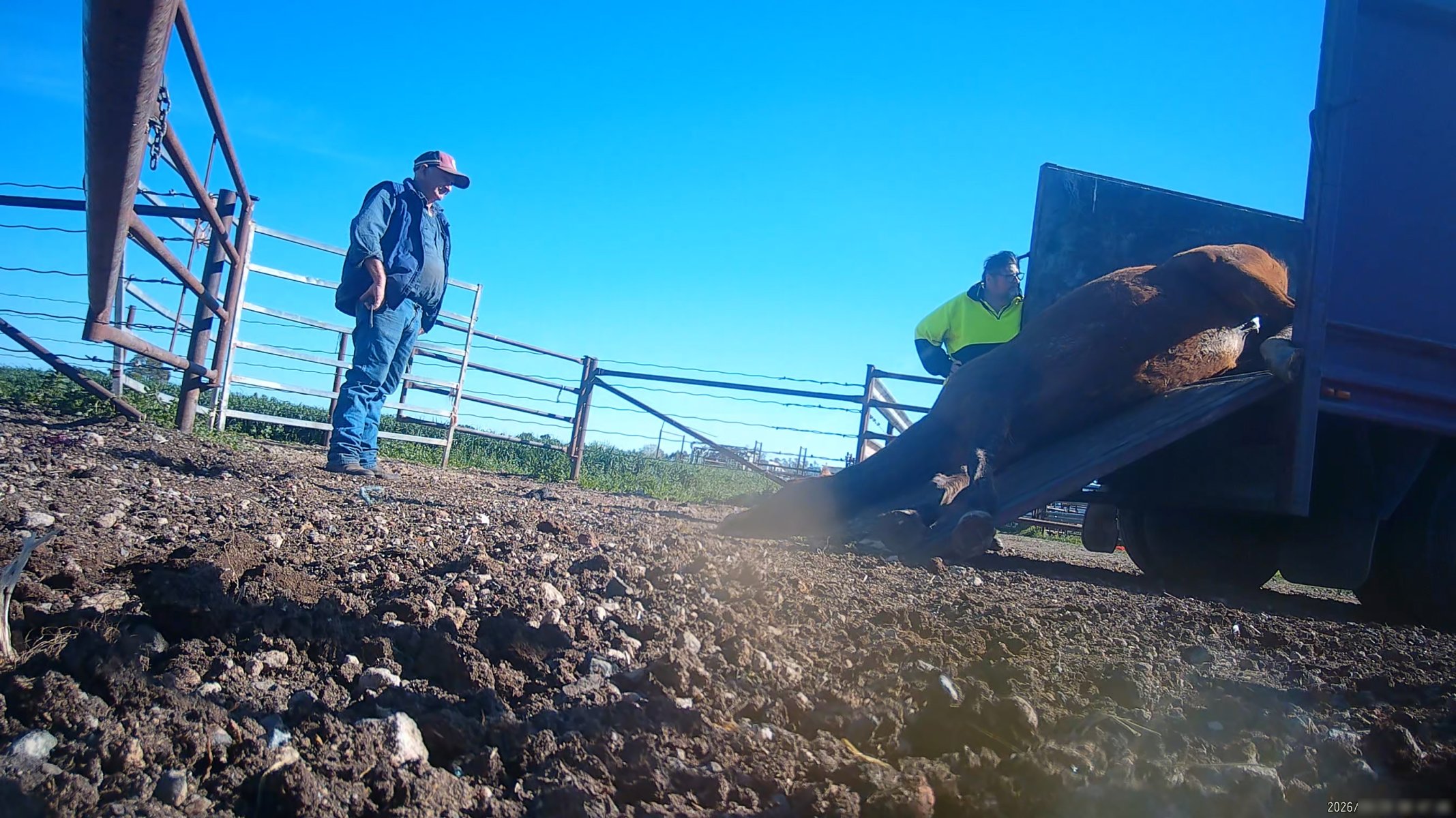 Horse yards and slaughter at residential property of Peter Loffel - Screenshots from hidden camera footage showing the receival and slaughter of ex-racing and breeding thoroughbreds and standardbreds. - Captured at Peter Loffel's Illegal Knackery, Mooroopna VIC Australia.