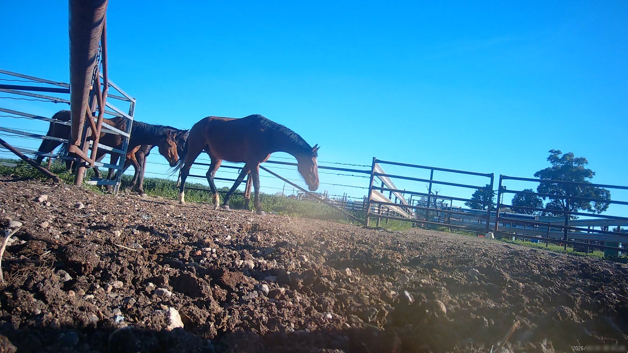 Horse yards and slaughter at residential property of Peter Loffel - Screenshots from hidden camera footage showing the receival and slaughter of ex-racing and breeding thoroughbreds and standardbreds. - Captured at Peter Loffel's Illegal Knackery, Mooroopna VIC Australia.