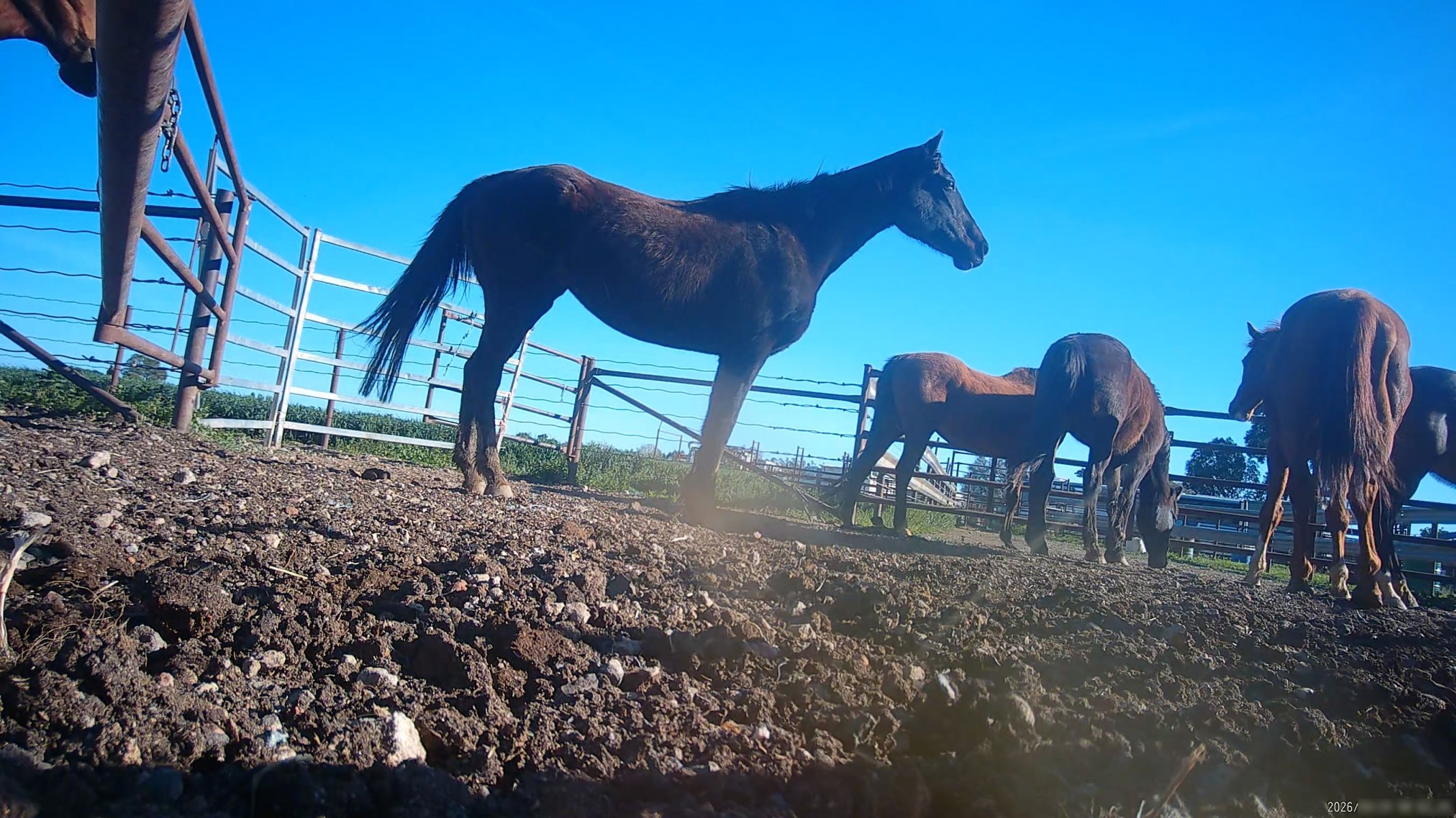 Horse yards and slaughter at residential property of Peter Loffel - Screenshots from hidden camera footage showing the receival and slaughter of ex-racing and breeding thoroughbreds and standardbreds. - Captured at Peter Loffel's Illegal Knackery, Mooroopna VIC Australia.