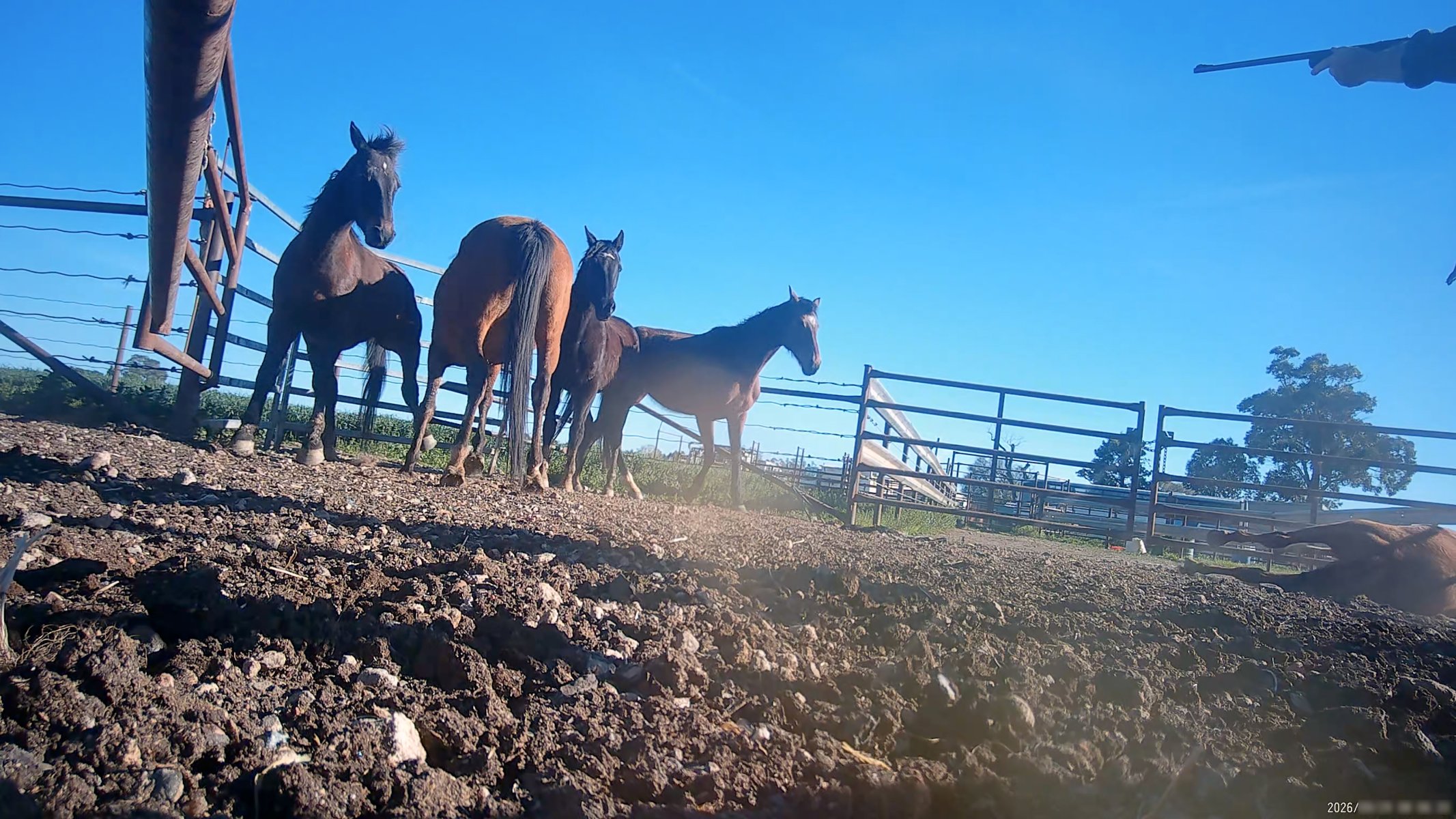 Horse yards and slaughter at residential property of Peter Loffel - Screenshots from hidden camera footage showing the receival and slaughter of ex-racing and breeding thoroughbreds and standardbreds. - Captured at Peter Loffel's Illegal Knackery, Mooroopna VIC Australia.