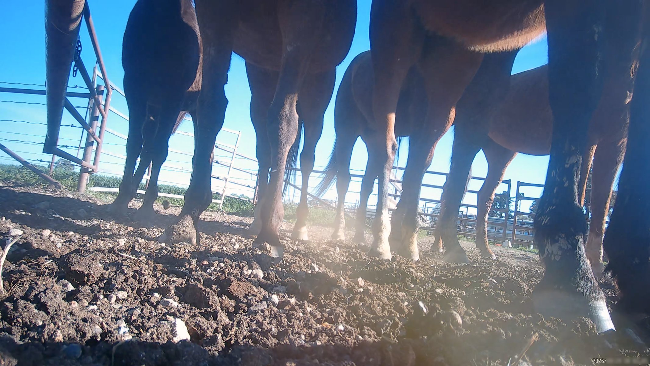 Horse yards and slaughter at residential property of Peter Loffel - Screenshots from hidden camera footage showing the receival and slaughter of ex-racing and breeding thoroughbreds and standardbreds. - Captured at Peter Loffel's Illegal Knackery, Mooroopna VIC Australia.
