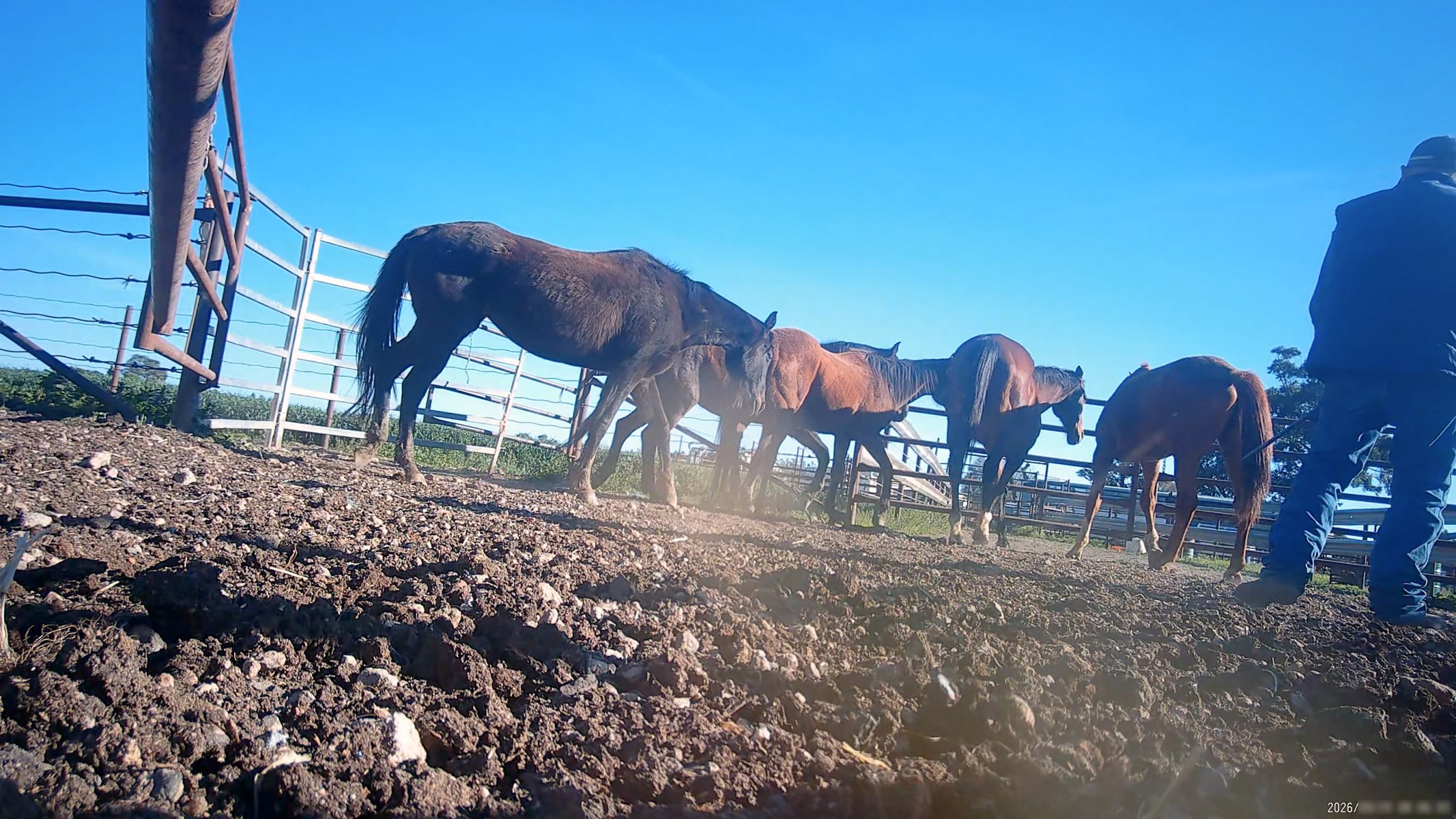 Horse yards and slaughter at residential property of Peter Loffel - Screenshots from hidden camera footage showing the receival and slaughter of ex-racing and breeding thoroughbreds and standardbreds. - Captured at Peter Loffel's Illegal Knackery, Mooroopna VIC Australia.