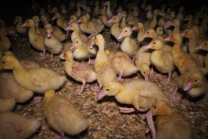 Duck farming