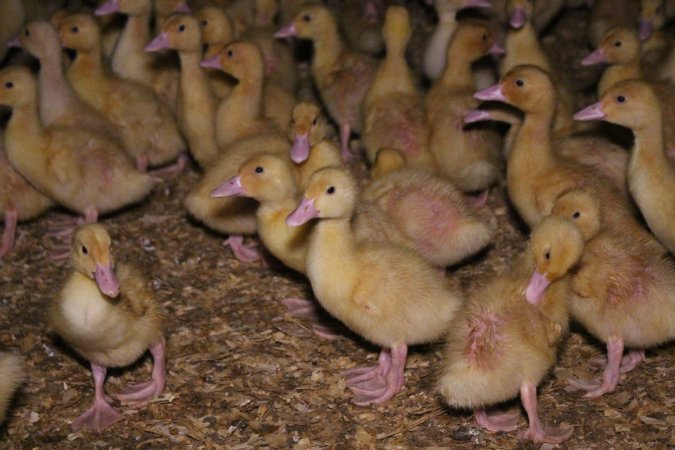 Duck farming