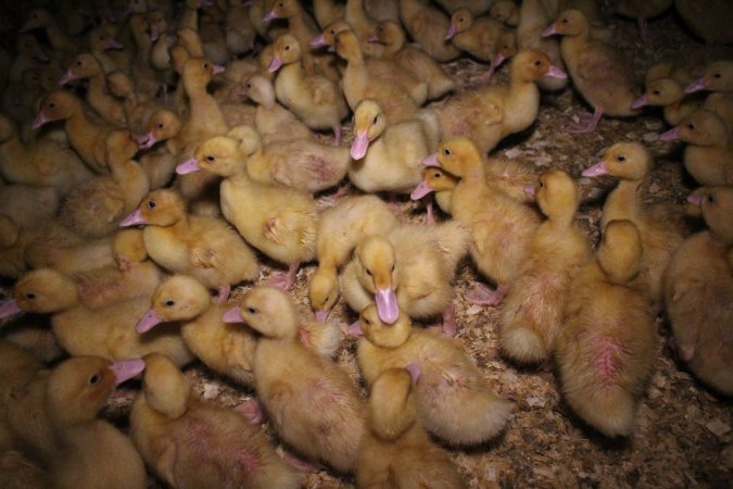 Duck farming