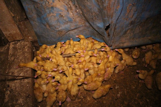 Duck farming