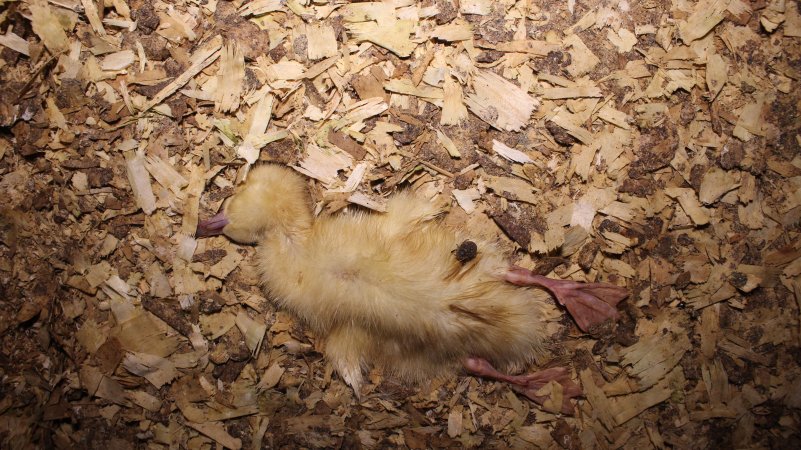 Duck farming