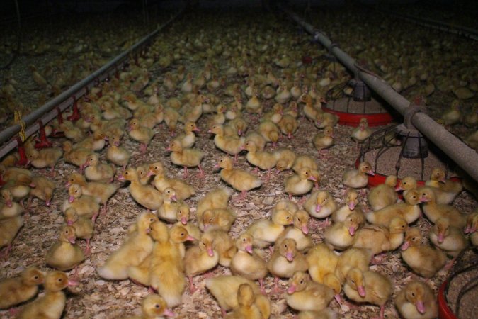 Duck farming