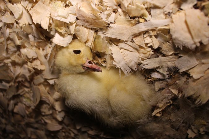 Duck farming