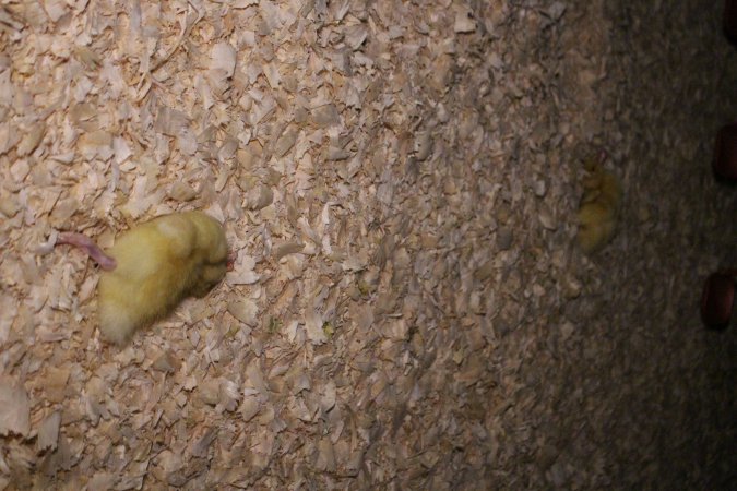 Duck farming