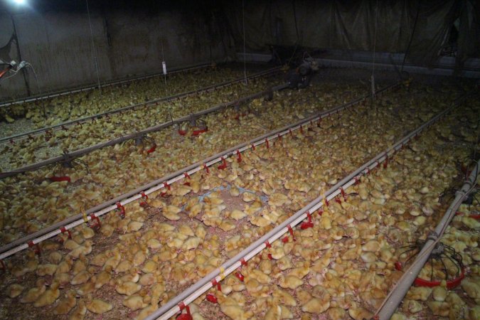 Duck farming