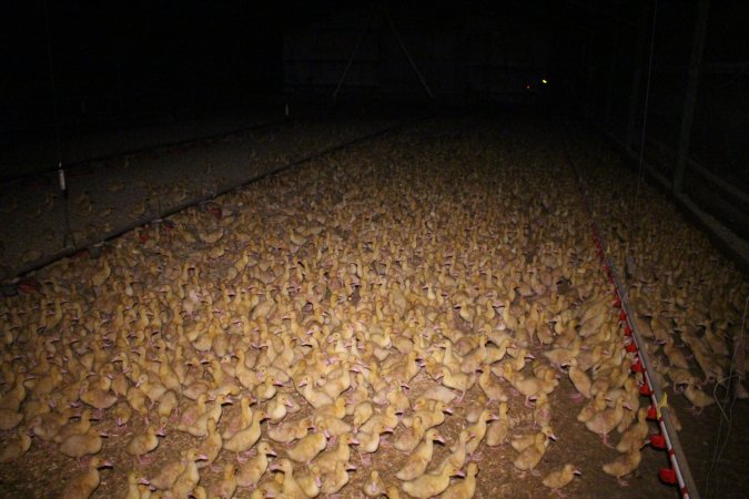 Duck farming