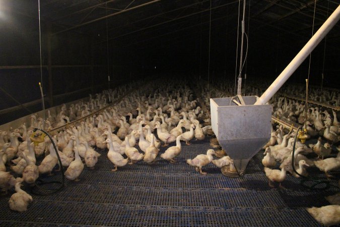 Duck farming