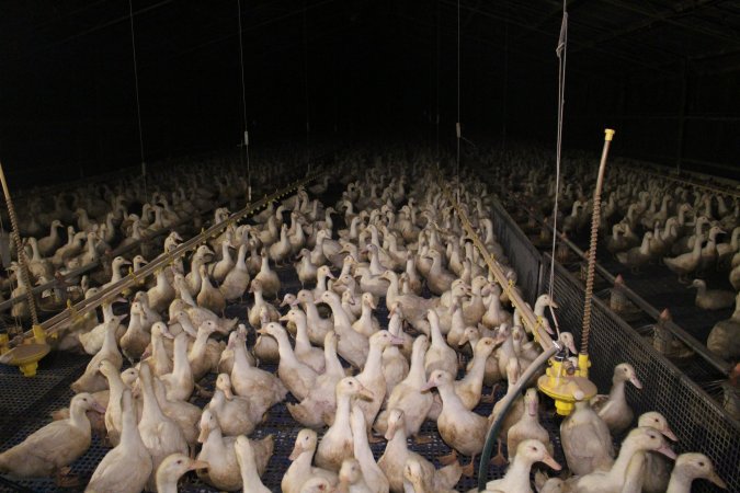 Duck farming