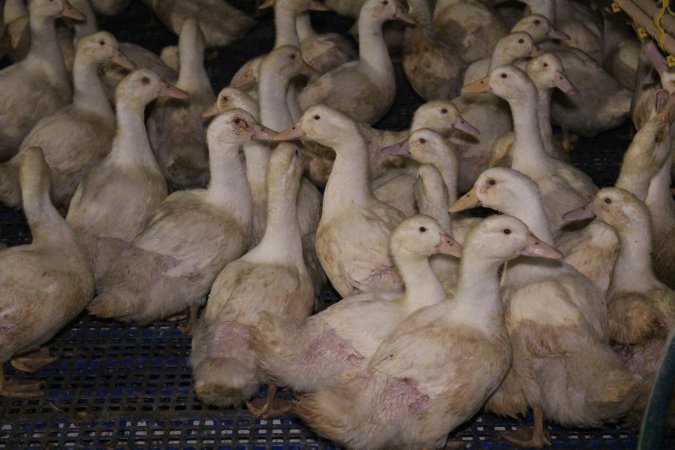 Duck farming