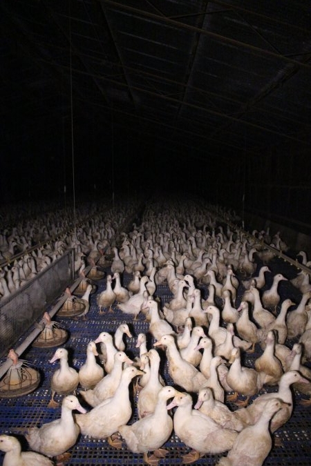Duck farming