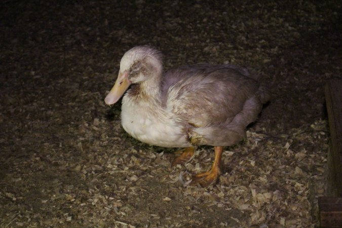 Duck farming