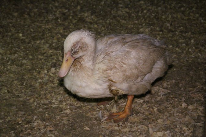 Duck farming