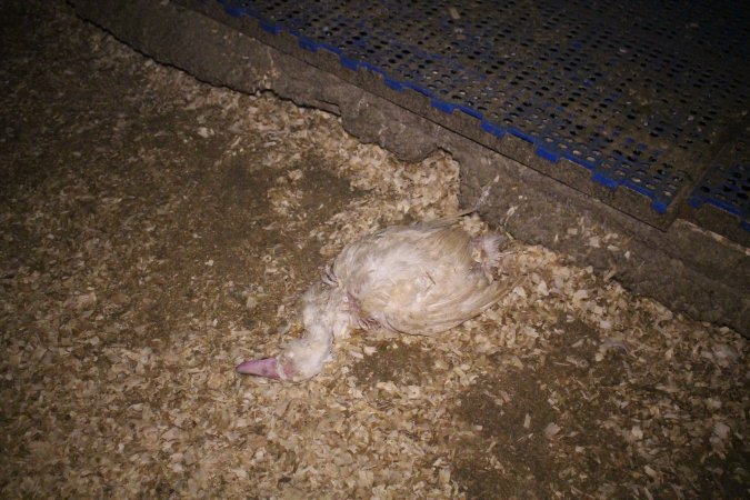 Duck farming