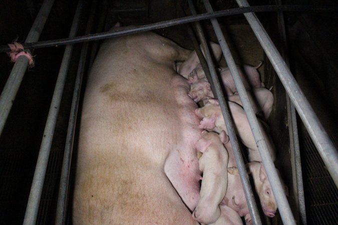 Farrowing Crates at Aroora Piggery SA