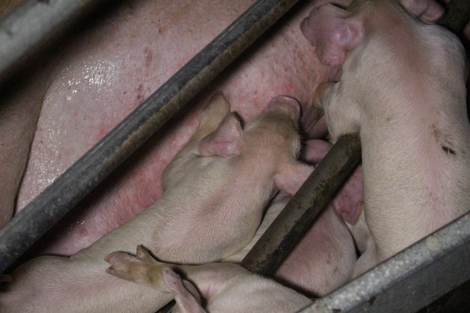 Farrowing Crates at Aroora Piggery SA