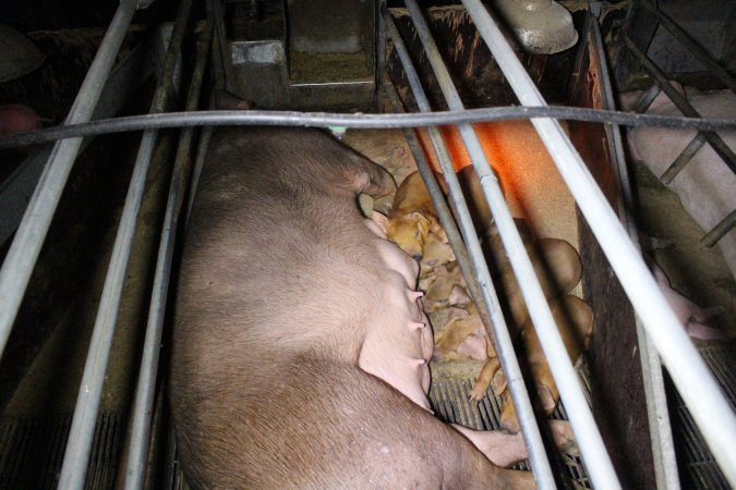 Farrowing Crates at Aroora Piggery SA