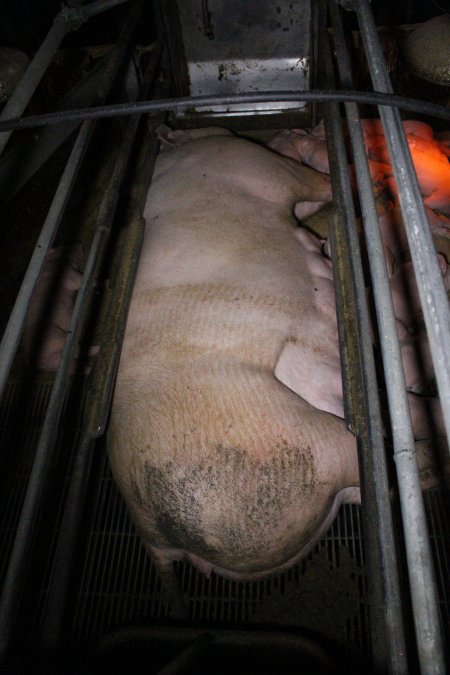 Farrowing Crates at Aroora Piggery SA