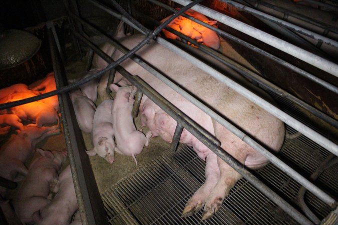 Farrowing Crates at Aroora Piggery SA