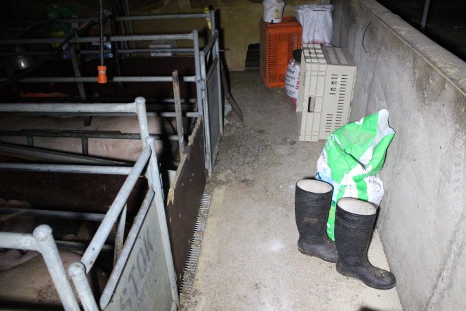 Farrowing Crates at Aroora Piggery SA