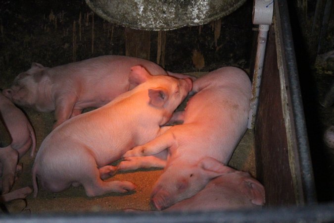 Farrowing Crates at Aroora Piggery SA