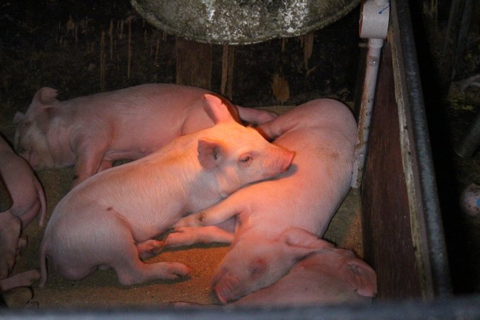 Farrowing Crates at Aroora Piggery SA