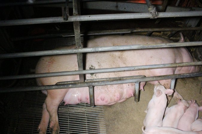 Farrowing Crates at Aroora Piggery SA