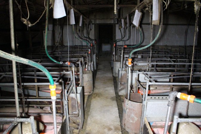 Farrowing Crates at Aroora Piggery SA