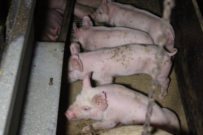 Farrowing Crates at Aroora Piggery SA