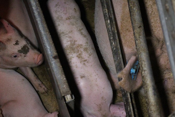 Farrowing Crates at Aroora Piggery SA