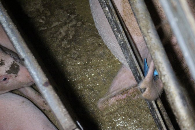 Farrowing Crates at Aroora Piggery SA