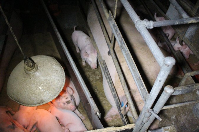 Farrowing Crates at Aroora Piggery SA